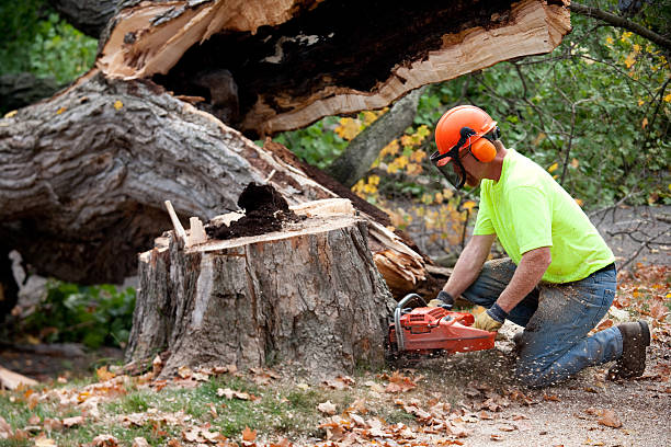 Best Tree Maintenance Programs  in Berwick, PA